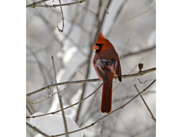 The cardinal was a popular pet until caging it was made illegal.