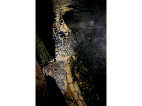 Though it can swim, the common snapping turtle prefers to wait for its prey at the bottom of a lake or river.