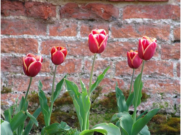 Tulips are a popular, colorful option for frontyard flower beds.