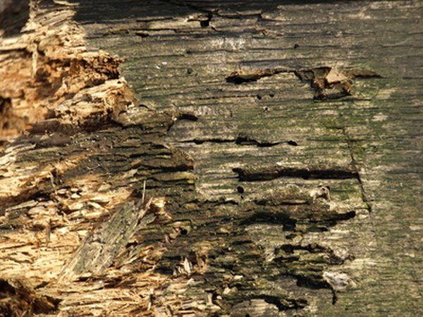 Wood-eating termites cause billions of dollars worth of property damage every year.