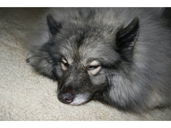 Natural anti-itch remedies may help your dog rest without scratching.