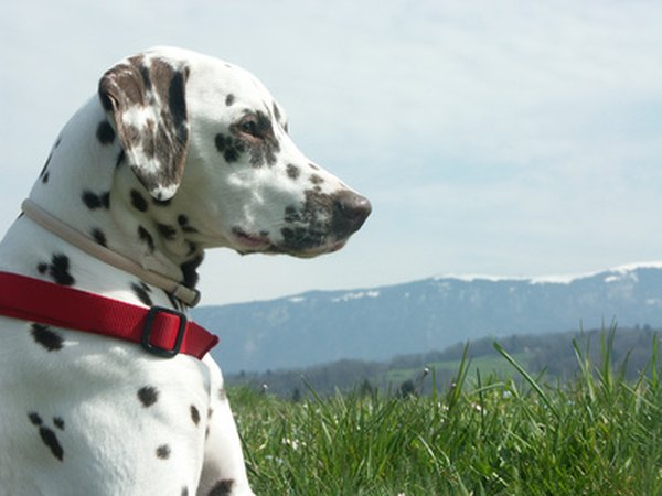 Throughout history, the tasks performed by Dalmatians have aided man.