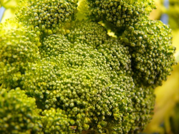 Broccoli is known as the miracle food.
