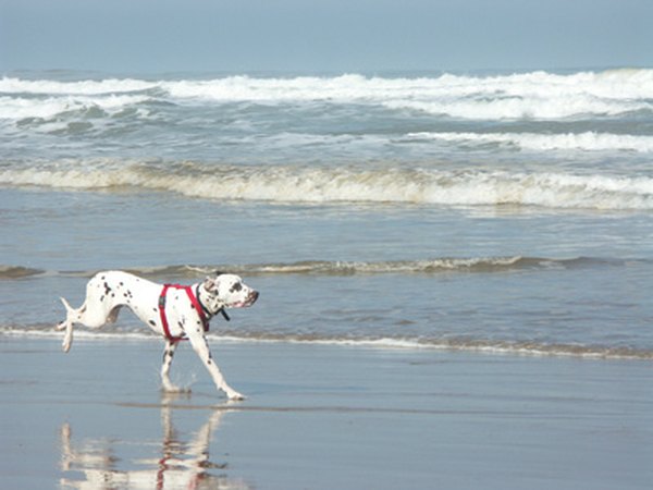 Dalmatians are an athletic breed able to follow coaches for considerable distances.