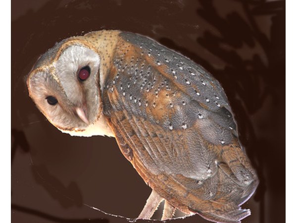The heart-shaped face of the barn owl is distinct from other North Carolina owls.