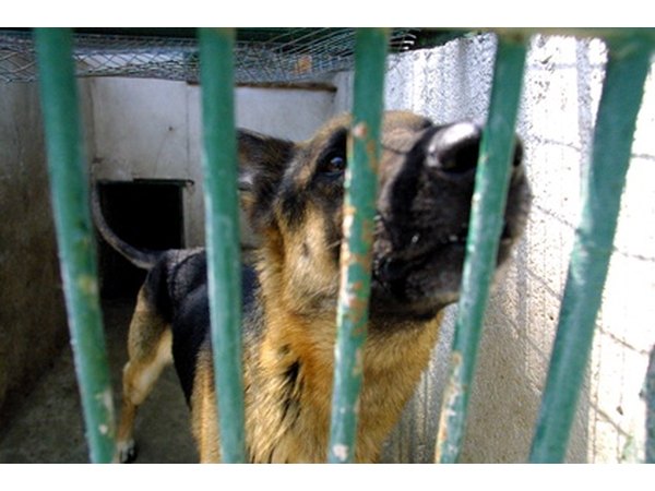 Safe in the Shelter