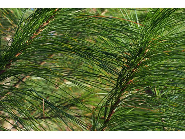 Pine trees have needle-shaped leaves and belong to the Pinophyta family of trees.