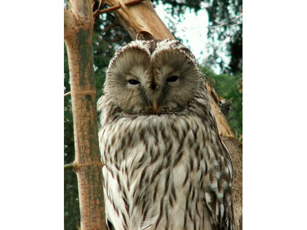 Barred owls are named for the striped pattern on their bodies.