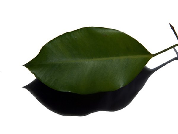 Elliptical leaves are widest at the leaf center.