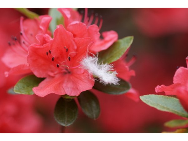 Fertilizer timing is not crucial, but it is important to fertilize yearly.