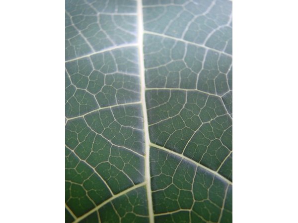 Diffusion occurs directly across a plant's surface.
