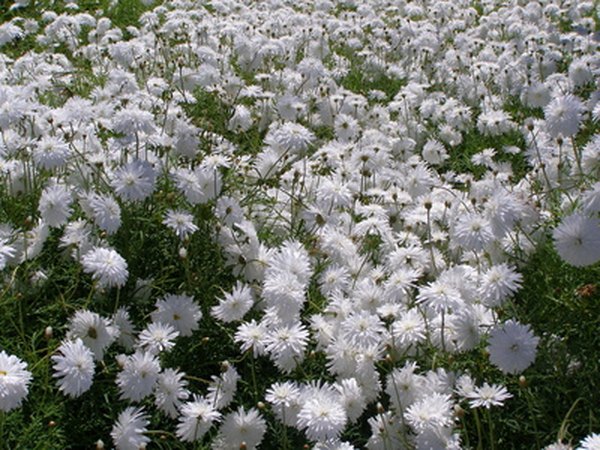 A field of blooming white carnations.