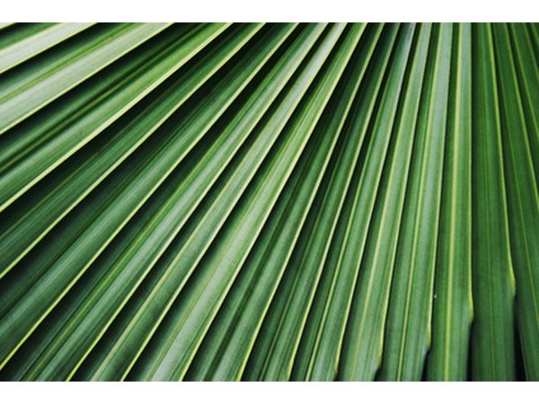 Grooved leaves help water drip off the surface.