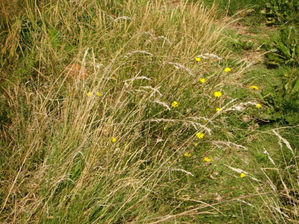 Ornamental grasses add height and color, without extra maintenance.