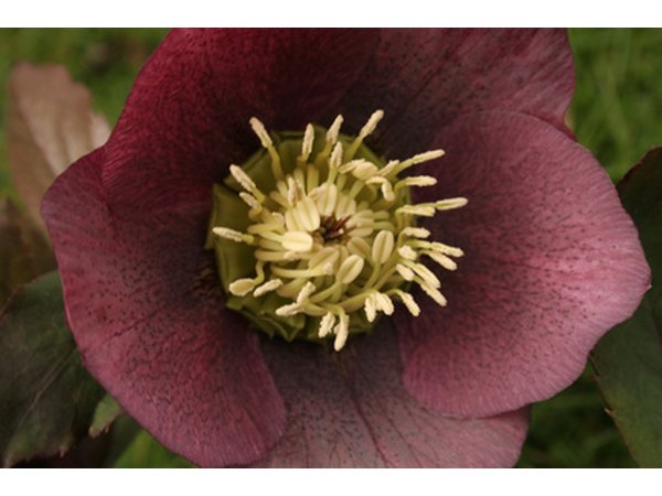 Hellebores make January tolerable.