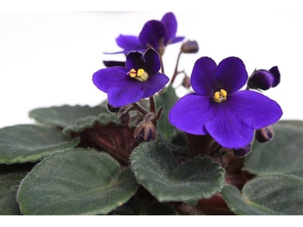 Give African violets a better chance to grow under glass.