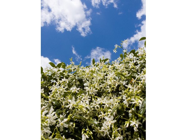 Sampaguita's name derives from the Arabian word for jasmine.