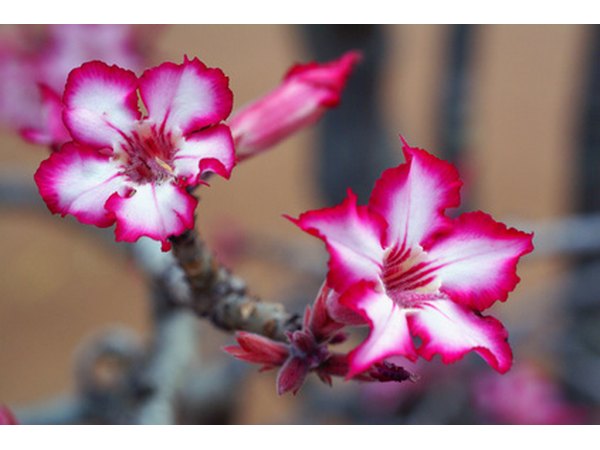 Impala lilies are vibrant blooms.