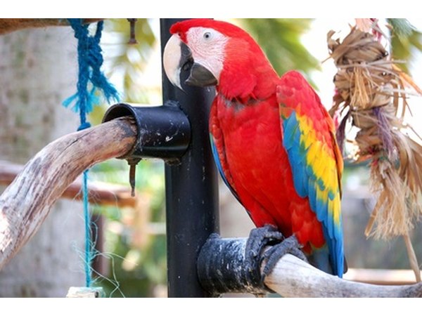 The scarlet macaw is caught in the illegal pet trade.
