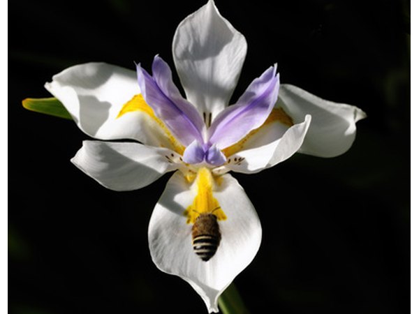 African irises have unique, colorful blooms.