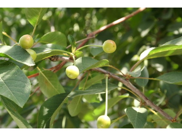 The 'Emperor Francis' variety of cherry has pale colored flesh.