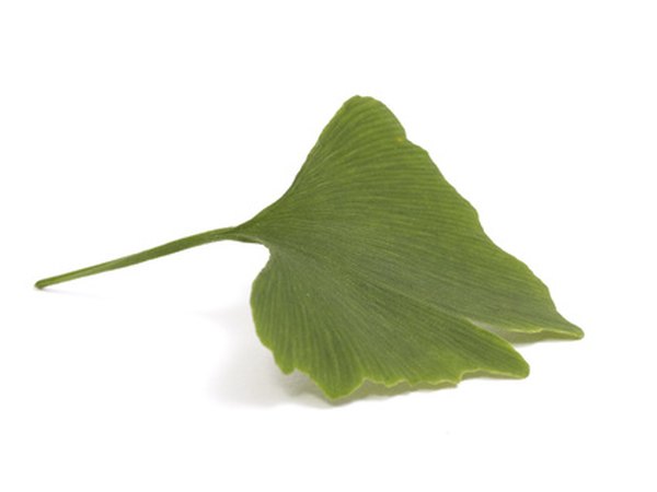 Though they're not needle-shaped, Gingko leaves are classified as Pinophyta.