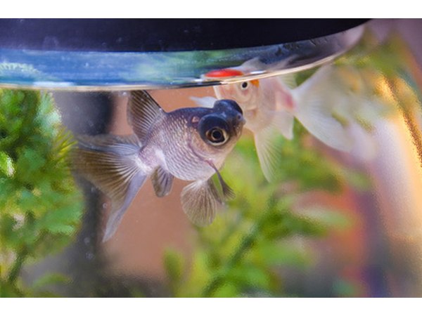 A limited number of fish can thrive in fish bowls.