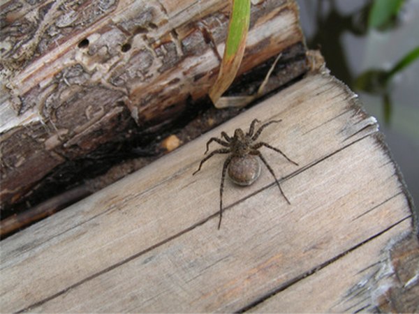 Though western fence lizards often eat spiders, some spiders prey on baby western fence lizards.