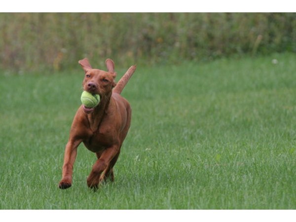 Your dog may be allergic to the grass in your yard.