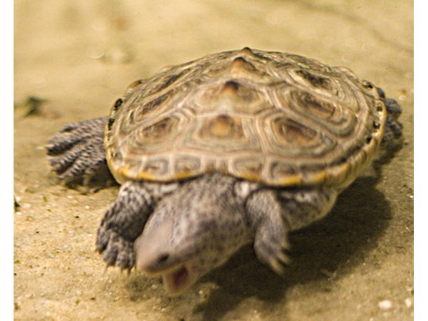 The snapping turtle "snaps" its prey out of the water with its long, sharp jaws.