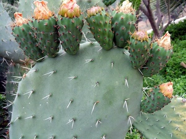 Bats help the survival of fruit-bearing plants by spreading their seeds.