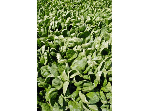 Dark greens, like spinach, are full of vitamins