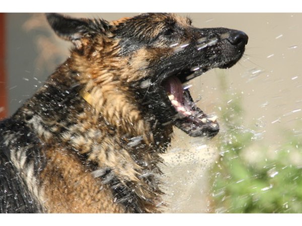 Wash your dog with oatmeal-based shampoos.