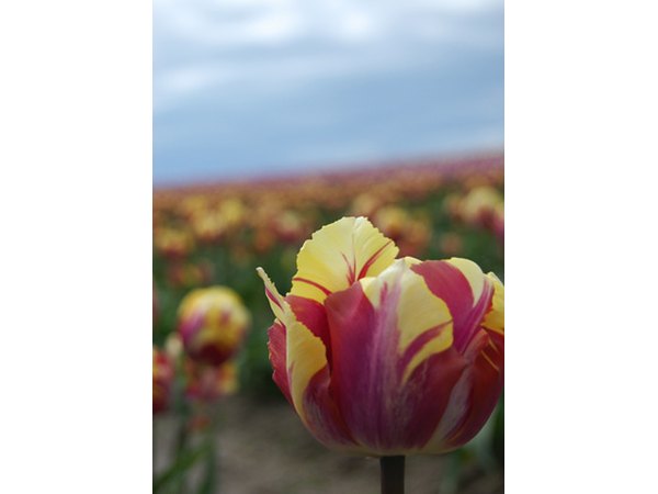 A crooked horizon can add an element of interest to your photo.