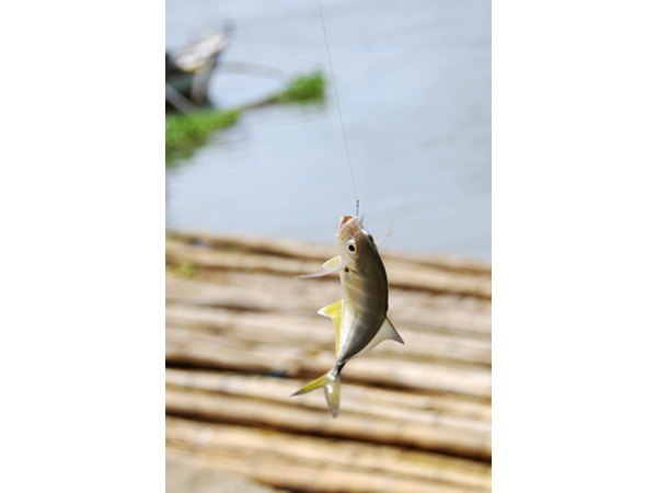 Grand Isle Beach is known for it's amazing fishing.