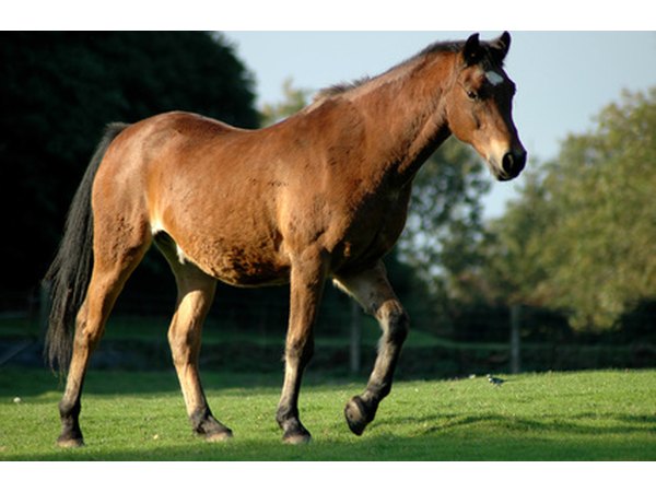 Horse celebrating the arrival of funds.