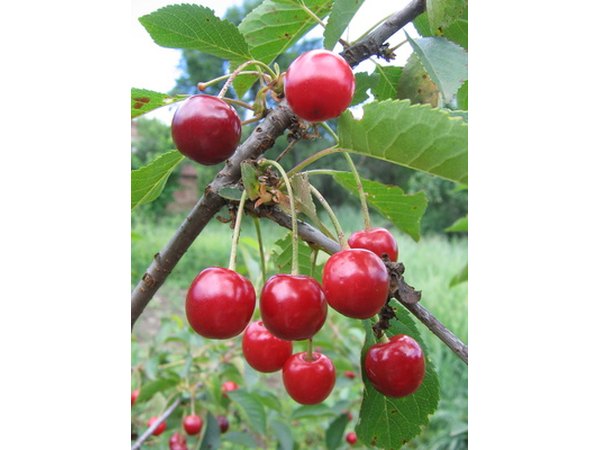 The 'Sunburst' cherry is a self fertile sweet cherry variety.