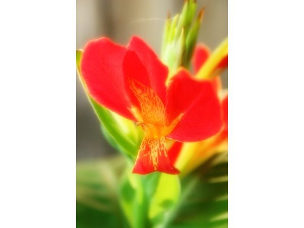 Different soils, climates and terrain features engendered a variety of endemic flora.