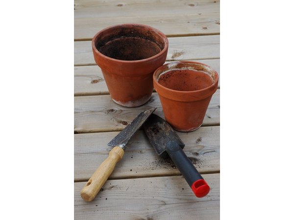 Use pots for irises when the ground is frozen.