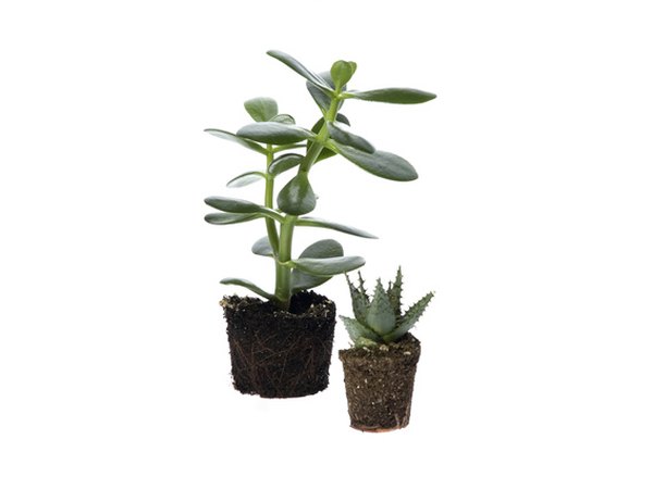Water-use efficiency is regulated by stomata.