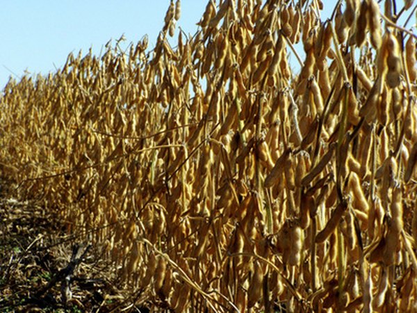 Soybeans are the most plentiful source of choline in the U.S.