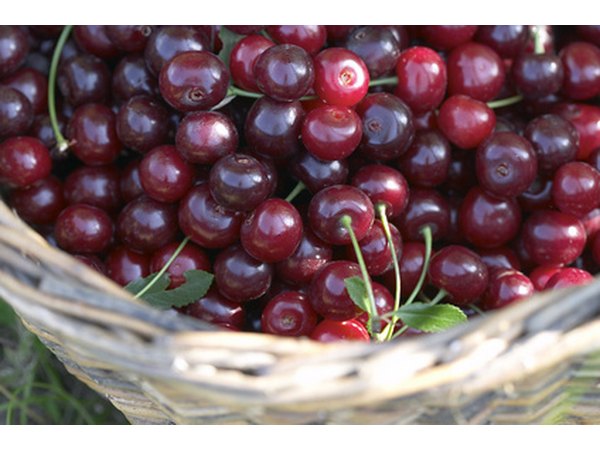 'Ulster' cherries are dark in color.