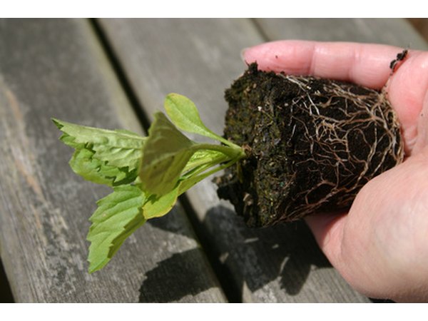 A cloche protects tender young plants from the elements.