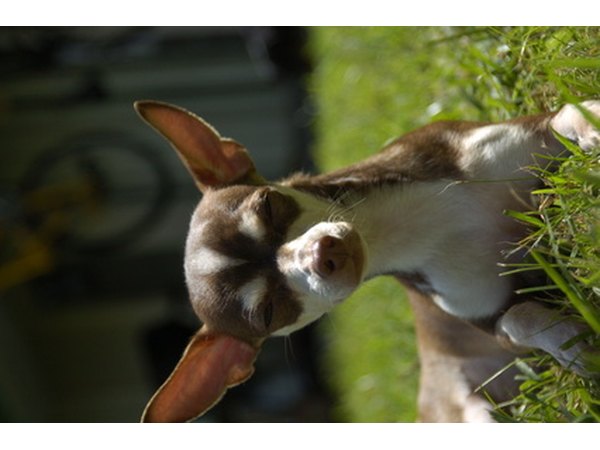 Too much Frontline is potentially deadly for small breed dogs.