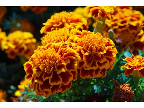 Marigold plants are said to repel insects.