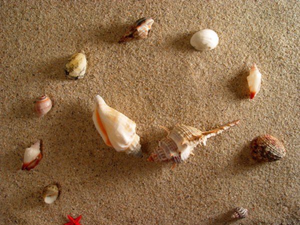 Rutherford Beach is a great shelling location.