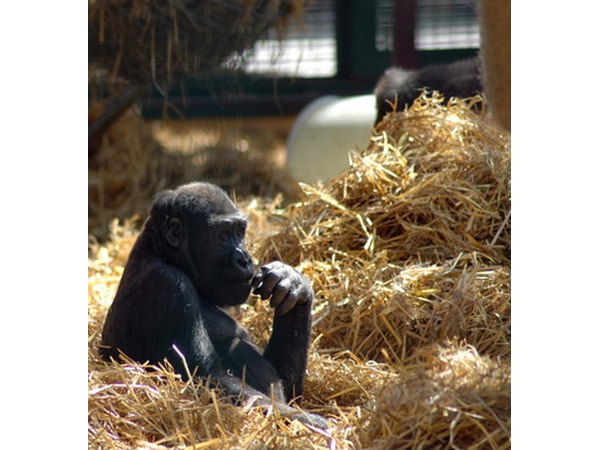 Mountain gorillas stay hydrated by eating succulent plants.