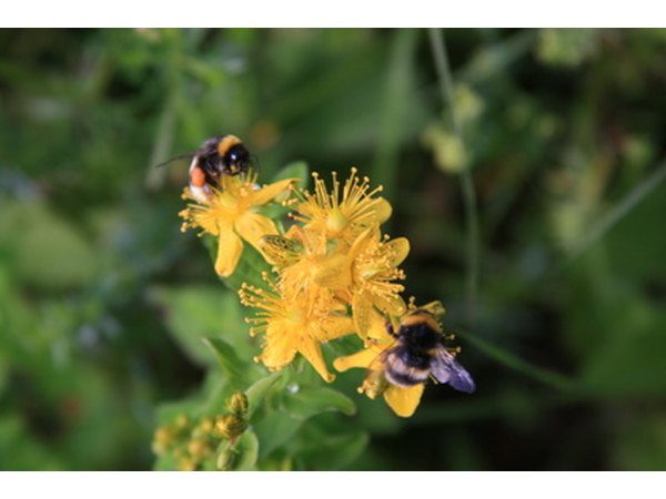 Indigenous plants help maintain a healthy local environment by providing bridges between protected natural areas and urban areas.