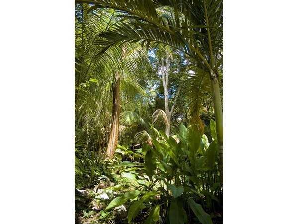 Rainforests have a stable temperature of around 80 degrees.