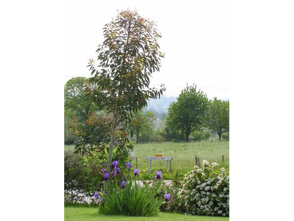 Eucalyptus is adapted to Rwanda's climate.